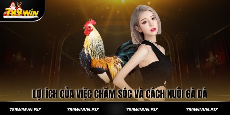 Lợi ích của việc chăm sóc và cách nuôi gà đá