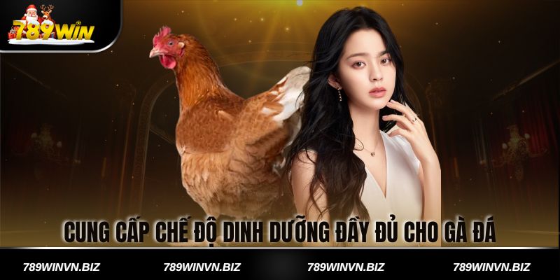 Cung cấp chế độ dinh dưỡng đầy đủ cho gà đá